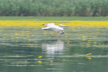 Greece, Lake Kerkini, white pelican flying at full speed