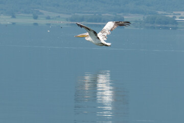 Greece, Lake Kerkini, white pelican flying on Lake Kerkini