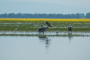Greece, Lake Kerkini, white pelican strolling in the grass