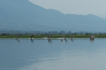 Greece, Lake Kerkini, white pelicans landing on the water