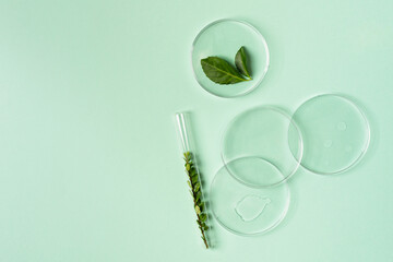 Abstract petri dishes with herbal cosmetic on green background top view. Science cosmetic laboratory concept.