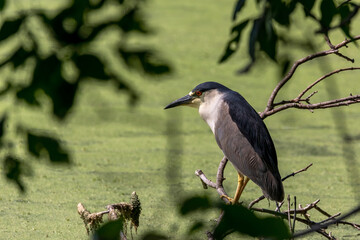 The black-crowned night heron (Nycticorax nycticorax) on an evening hunt