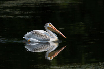The American white pelican (Pelecanus erythrorhynchos) on a lake.