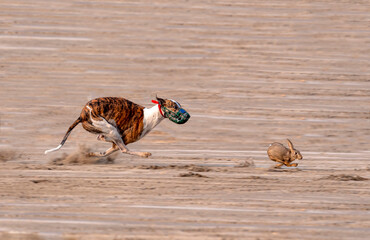 dog derby in desert, dogs are chasing hare  in derby race, The English Greyhound Derby is the most prestigious race on the British greyhound. 