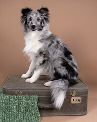 Cute shetland sheepdog sitting on a suitcase against a beige background