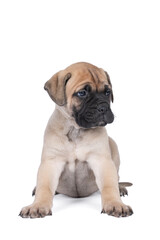 bull mastiff dog puppy isolated on a white background