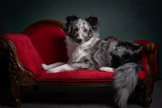 Cute shetland sheepdog lying on a red sofa with dramatic stillife light