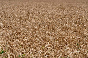 Weizenfeld im Sommer