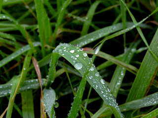 water drops on grass