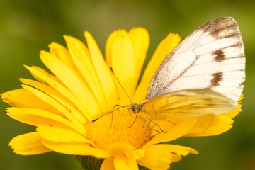 Schmetterling in Blüte