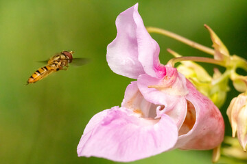 Kleine Biene vor Blüte
