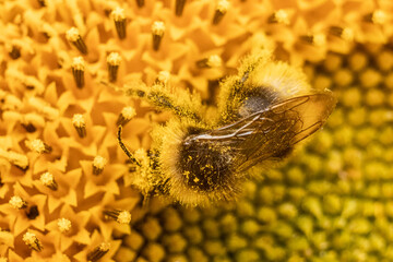 Wildbiene in Sonneblume