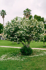 Blooming oleander tree on a green lawn