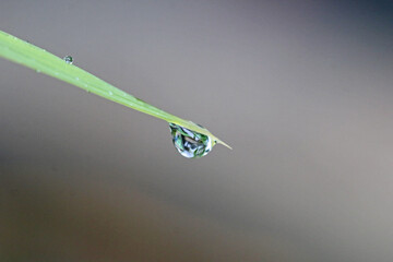Drop on a  leaf after rain	