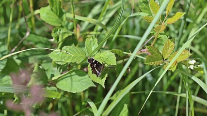 Landkärtchen (Araschnia levana f. prorsa)