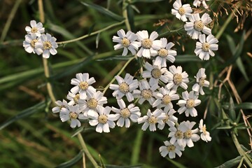 Sumpf-Schafgarbe (Achillea ptarmica).