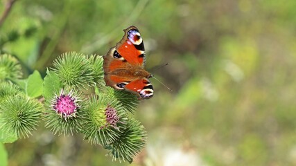 Tagpfauenauge (Aglais io) auf Großer Klette (Arctium lappa)
