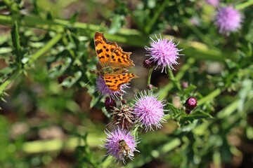 C-Falter (Polygonia c-Album) auf Ackerkratzdistel (Cirsium arvense).mit Biene