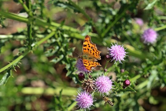 C-Falter (Polygonia c-Album) auf Ackerkratzdistel (Cirsium arvense).mit Biene