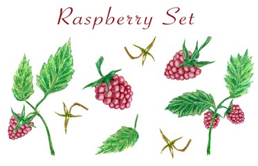 Watercolor illustration raspberry set
with berries and leaves