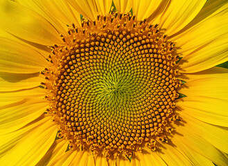 Fresh sunflower core in summer.