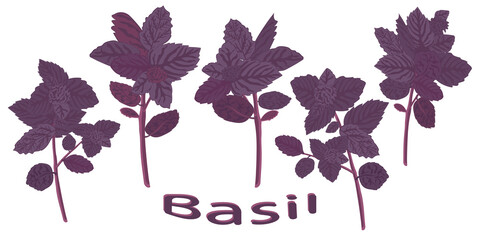 purple basil. Dark opal basil close-up. Fresh red basil isolated on white background. Ocimum basilicum. Vector illustration. - 448389507
