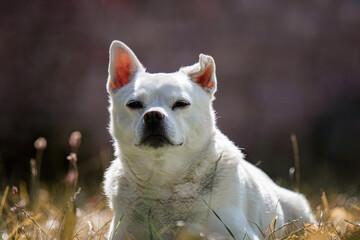 Hund liegt in der Sonne