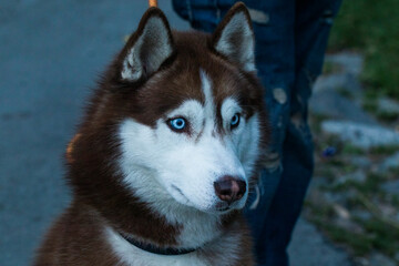 A husky dog looking around