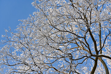 Snow and frost on the branches of trees against the background of the sky.