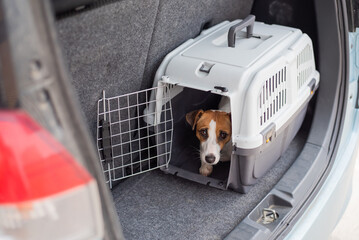 Jack russell terrier dog sits in a travel box in the trunk of a car. Traveling with a pet © Михаил Решетников