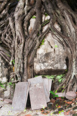 a banyon tree growing around stone malaysia