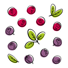 Set of wild berries: blueberry, lingonberry, cranberry. Colorful line sketch collection of fruits and berries isolated on white background. Doodle hand drawn fruits. Vector illustration