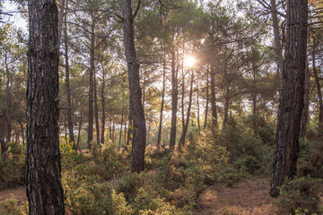 forest with sun shine in the morning