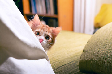 Curious little pussy-cat with big round eyes peeking behind the tablecloth.