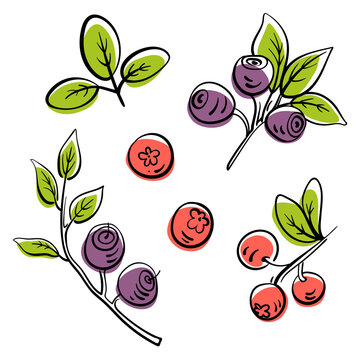 Blueberry and lingonberry. Colorful line sketch collection of fruits and berries isolated on white background. Doodle hand drawn fruits. Vector illustration