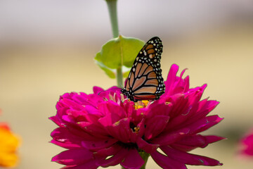 Monarch butterfly feeding on yellow flower in summer floral background. Monarch butterflies in summer garden.