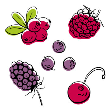 Cranberry, blackberry, raspberry, cherry, lingonberry. Colorful line sketch collection of fruits and berries isolated on white background. Doodle hand drawn fruits. Vector illustration