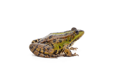 One green spotted frog.