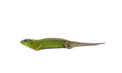 Green beautiful lizard.