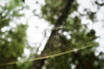 spider web in the morning