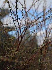 A bird perched on a tree branch