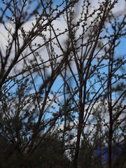 Fototapeta premium A close up of a tree
