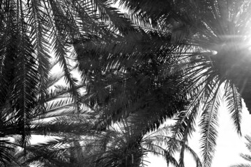 Palms with lush foliage on sunny day, low angle view. Black and white tone