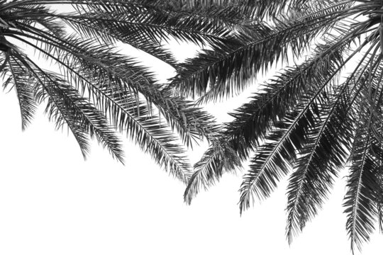 Beautiful palm leaves on light background. Black and white tone