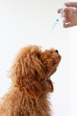 The head of a small shaggy red brown poodle and a hand with a syringe. Concepts of vaccinations animal vaccination, veterinarian, treatment