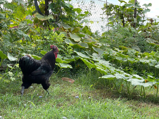 black cock in the yard summer