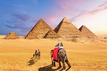 Elephants and camels in the desert near the Pyramids of Giza, Egypt