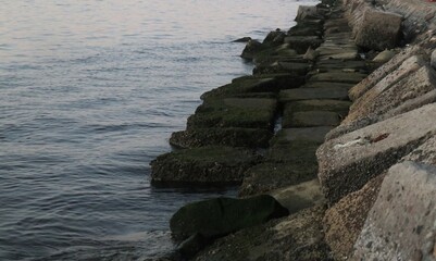 Barnacles are arthropods that belong to the infraclass Cirripedia, subphylum Crustacea, so they are related to crabs and shrimp. They like to stick everywhere from the hull of ships, docks and whales.