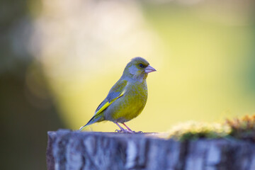 Chloris chloris portrait
