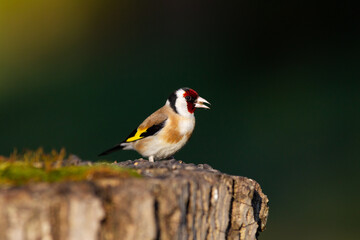Fototapeta premium goldfinch on tree